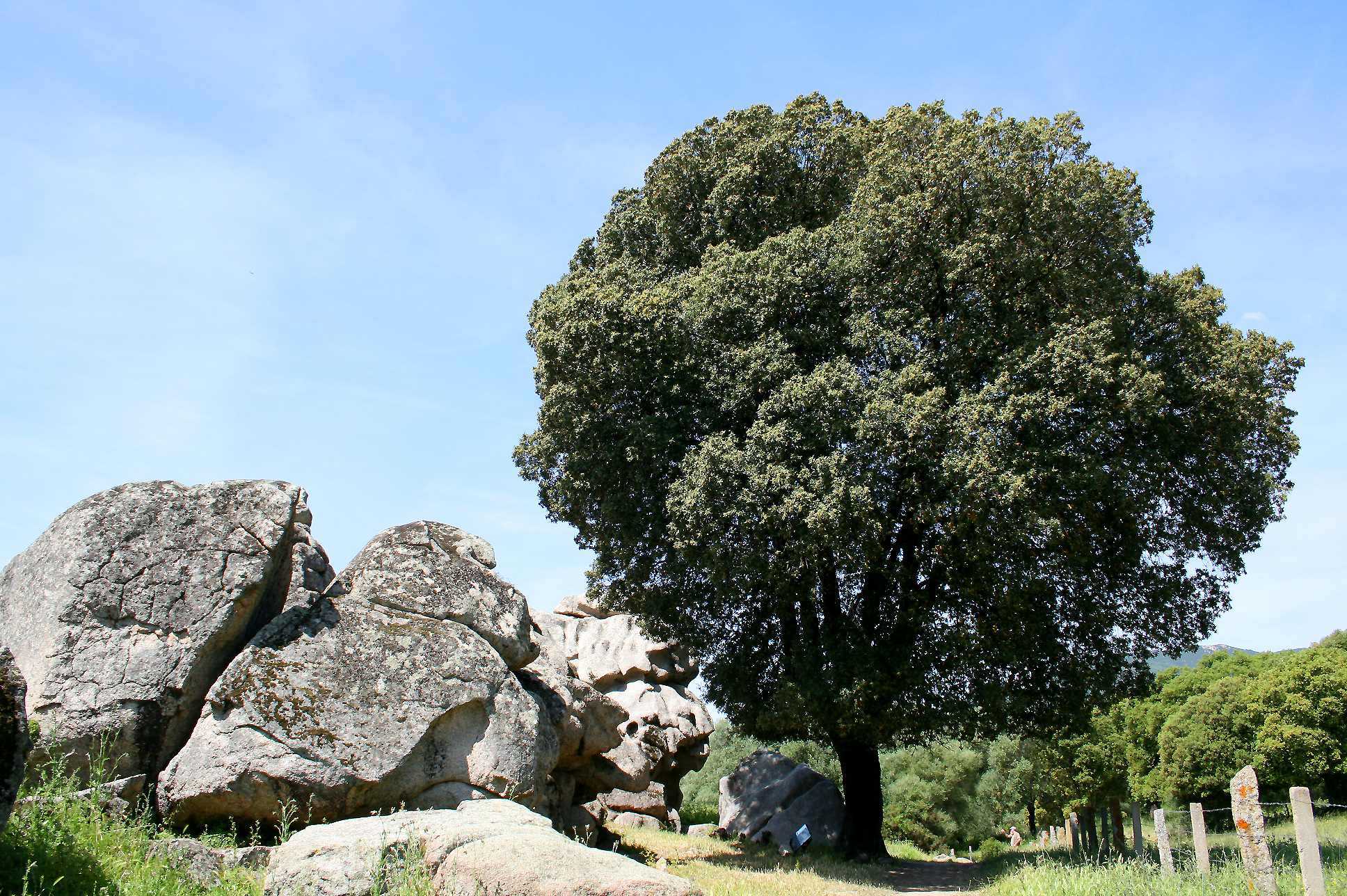 Holm oak